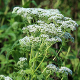Boneset Seeds