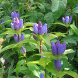 Bottle Gentian Seeds
