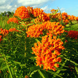 Butterfly Milkweed Seeds