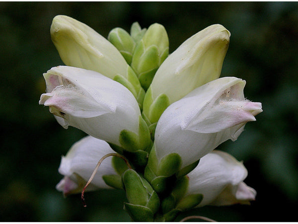 Chelone glabra (White Turtlehead)