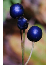 Bluebead Lily Seeds
