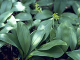 Bluebead Lily Seeds