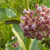 Common Milkweed Seeds