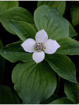 Bunchberry Seeds