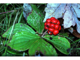 Bunchberry Seeds