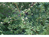 Red-Osier Dogwood Seeds