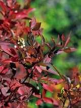 Red-Osier Dogwood Seeds