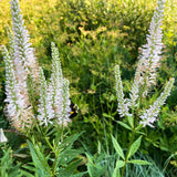 Culver’s Root Seeds