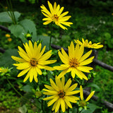 Cup Plant Seeds