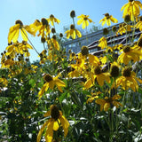 Cutleaf Coneflower Seeds