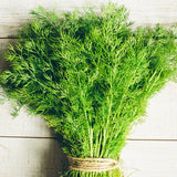 Dill, Bouquet Seeds