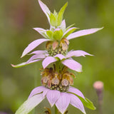 Dotted Mint Seeds