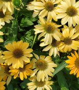 Echinacea (Coneflower)
