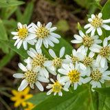 Flat-Topped White Aster Seeds