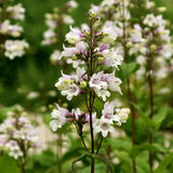 Foxglove Beardtongue Seeds