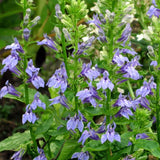 Great Blue Lobelia Seeds