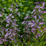 Hairy Beardtongue Seeds