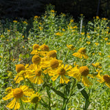 Helen's Flower Seeds