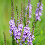 Hoary Vervain Seeds
