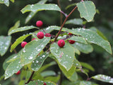 Mountain Holly Seeds