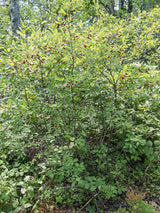 Mountain Holly Seeds