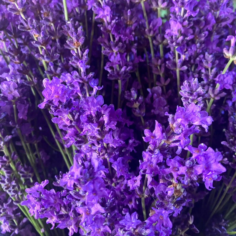 lavender plants for sale canada Lavender Plants 3.5" – Seafoam Lavender
