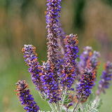 Leadplant Seeds