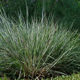 Little Bluestem Seeds