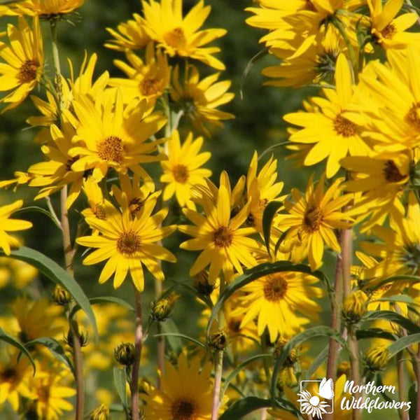 Maximilian's Sunflower Seeds – Seafoam Lavender
