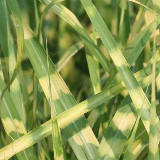 Miscanthus (Zebra Grass) 6.5”