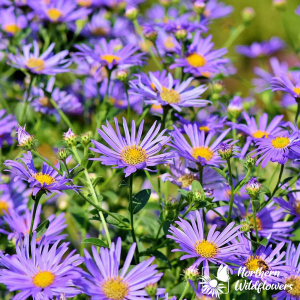 500+ New England Aster Seeds (Purple, Perennial, Native Wildflower) USA Grown