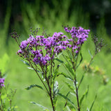 New York Ironweed Seeds