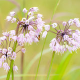 Nodding Wild Onion Seeds