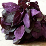 Magenta Orach (Mountain Spinach) Seeds