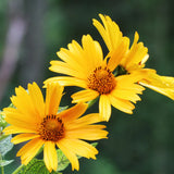 Oxeye Sunflower Seeds