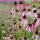 Pale Purple Coneflower Seeds