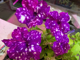 Petunia