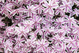 Phlox, creeping