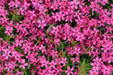 Phlox, creeping