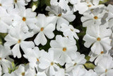 Phlox, creeping