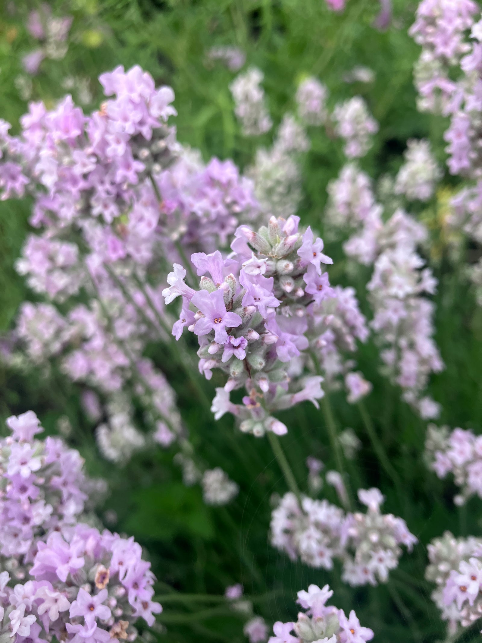 Lavender Plants 3.5