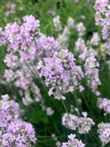 Lavender Plants 3.5"