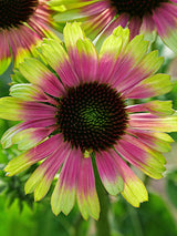 Echinacea (Coneflower)