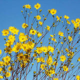 Prairie Dock Seeds