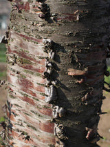 Pin Cherry Seeds
