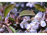 Pin Cherry Seeds