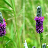 Purple Prairie Clover Seeds