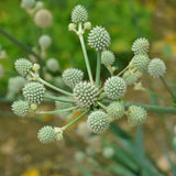 Rattlesnake Master Seeds