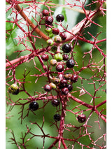 Common Elderberry Seeds
