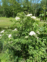 Common Elderberry Seeds